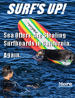 Two years after Otter 841 menaced wave riders near Santa Cruz, there have been new encounters between the furry marine mammals and surfers. In 2023, U.S. Fish and Wildlife Service used a boat and net to make several attempts to catch Otter 841. They even deployed a decoy surfboard as bait - but the savvy sea otter didn't fall for it. After eluding capture, Otter 841 still remains in the wild.
